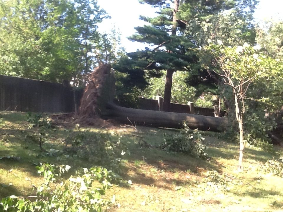 Huge fallen tree in Brooklyn monastery